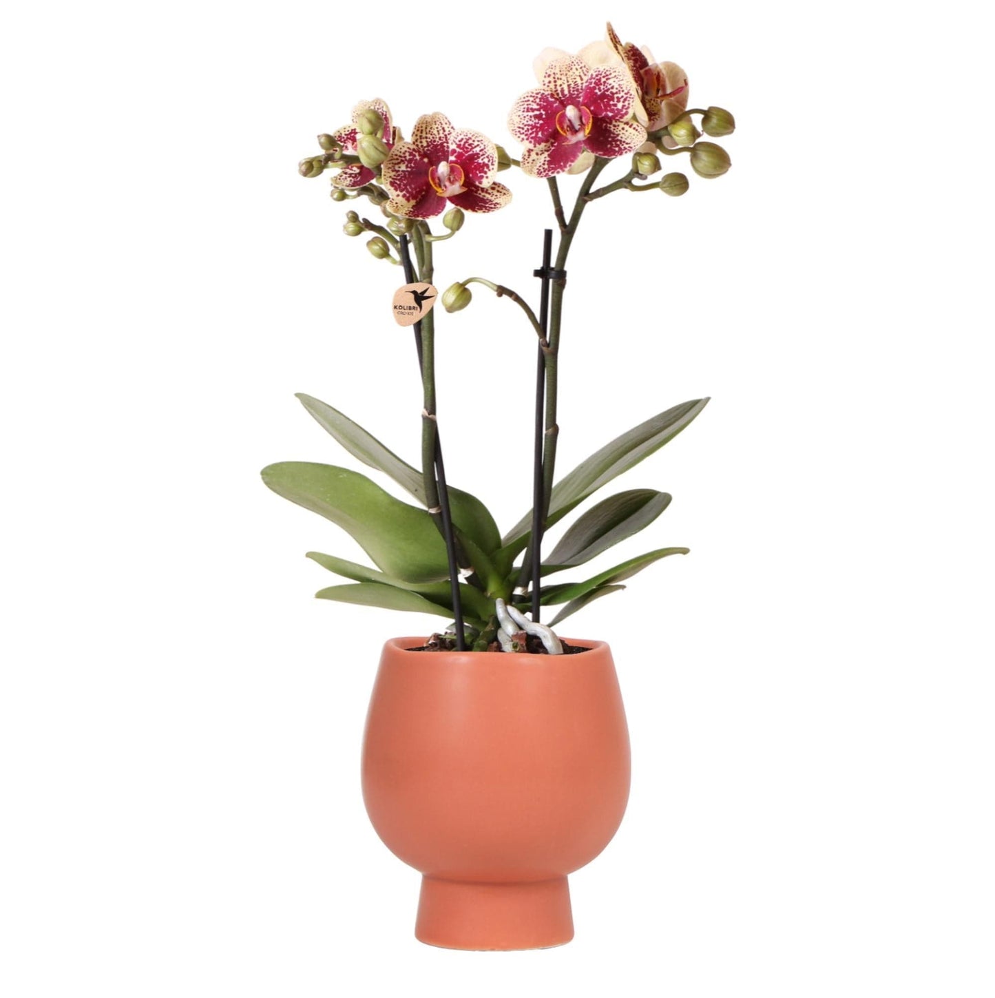 Kolibri Orchids | Gelb rote Phalaenopsis Orchidee - Spanien + Scandic Ziertopf Terrakotta - Topfgröße Ø9cm - 45cm hoch | blühende Zimmerpflanze - frisch vom Züchter Schmetterlingsorchidee Orchidaceae - grüne-wurzel