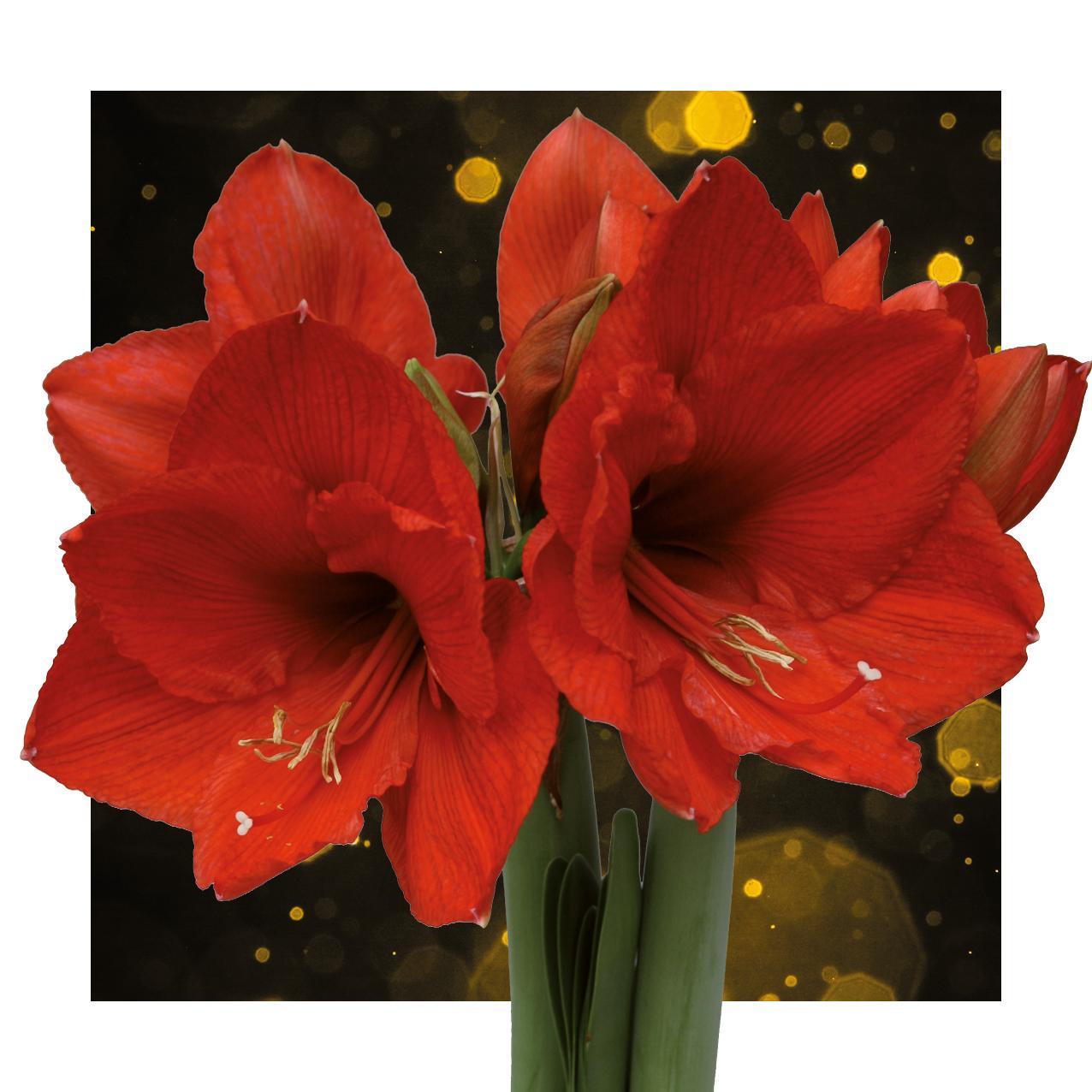 Amaryllis rote No Water Blumen Weihnachts Design Pflegeleichte Zimmerpflanze 3 Farben Blühend - Weiß Dunkelgrün Bordeaux Weihnachtsgeschenk Weihnachtsdekoration Pflanze für Weihnachten