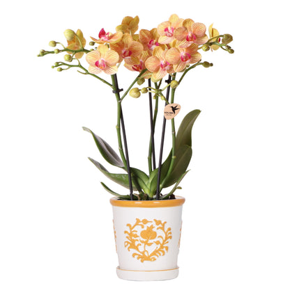 Kolibri Orchids | Kolibri Orchids – Phalaenopsis Orchidee Jamaica – orange blühende Zimmerpflanze – inkl. Deko-Topf Ø9cm – Orchidee kaufen frisch vom Züchter