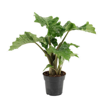 Alocasia Low Rider - Ø17cm - Höhe 50cm - Zimmerpflanze - Elefantenohr - grüne-wurzel