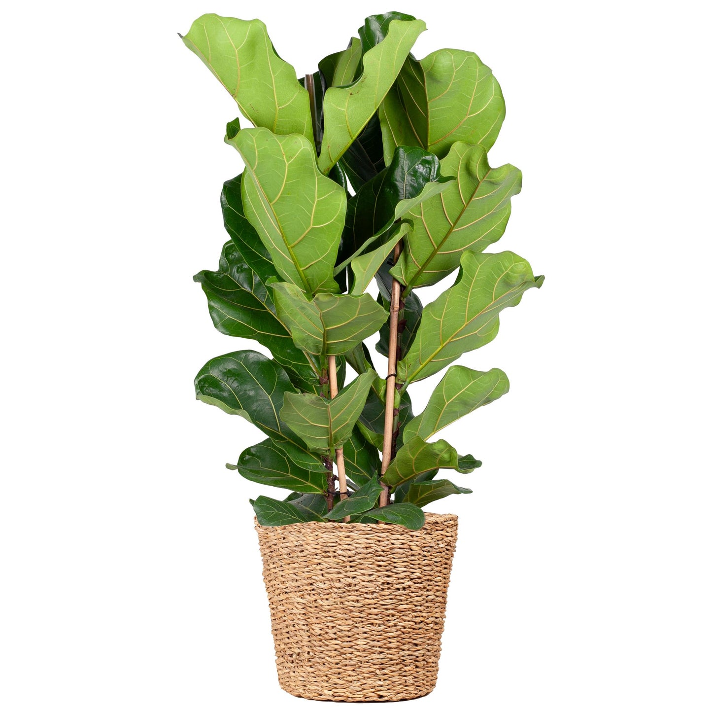 Ficus Lyrata XL mit Korb Torun - 140cm - Ø27