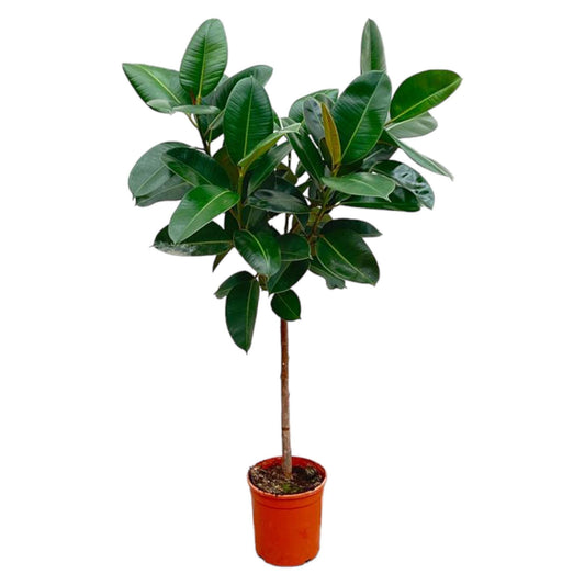 Ficus Elastica Robusta – Gummibaum – 130 cm – Immergrüne Zimmerpflanze – Ø24 cm