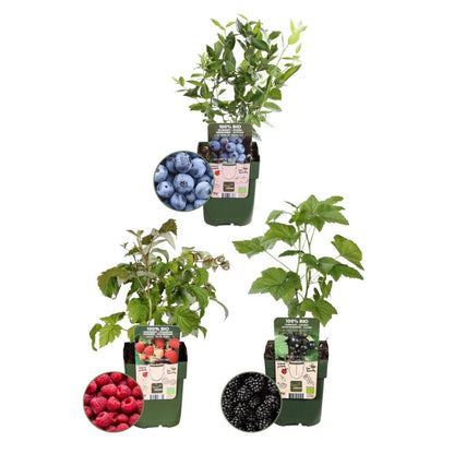 3x Bio Obstpflanzen Set - Himbeere, Blaubeere Heidelbeere, Brombeere - Ø13 cm - Gartenpflanze - grüne-wurzel