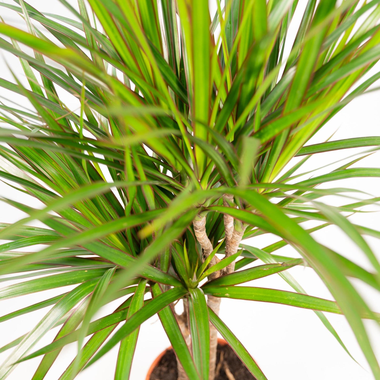 Dracaena Marginata – 120 cm Ø21 cm – Zimmerpflanze – XXL Zimmerpflanzen – Drachenbaum