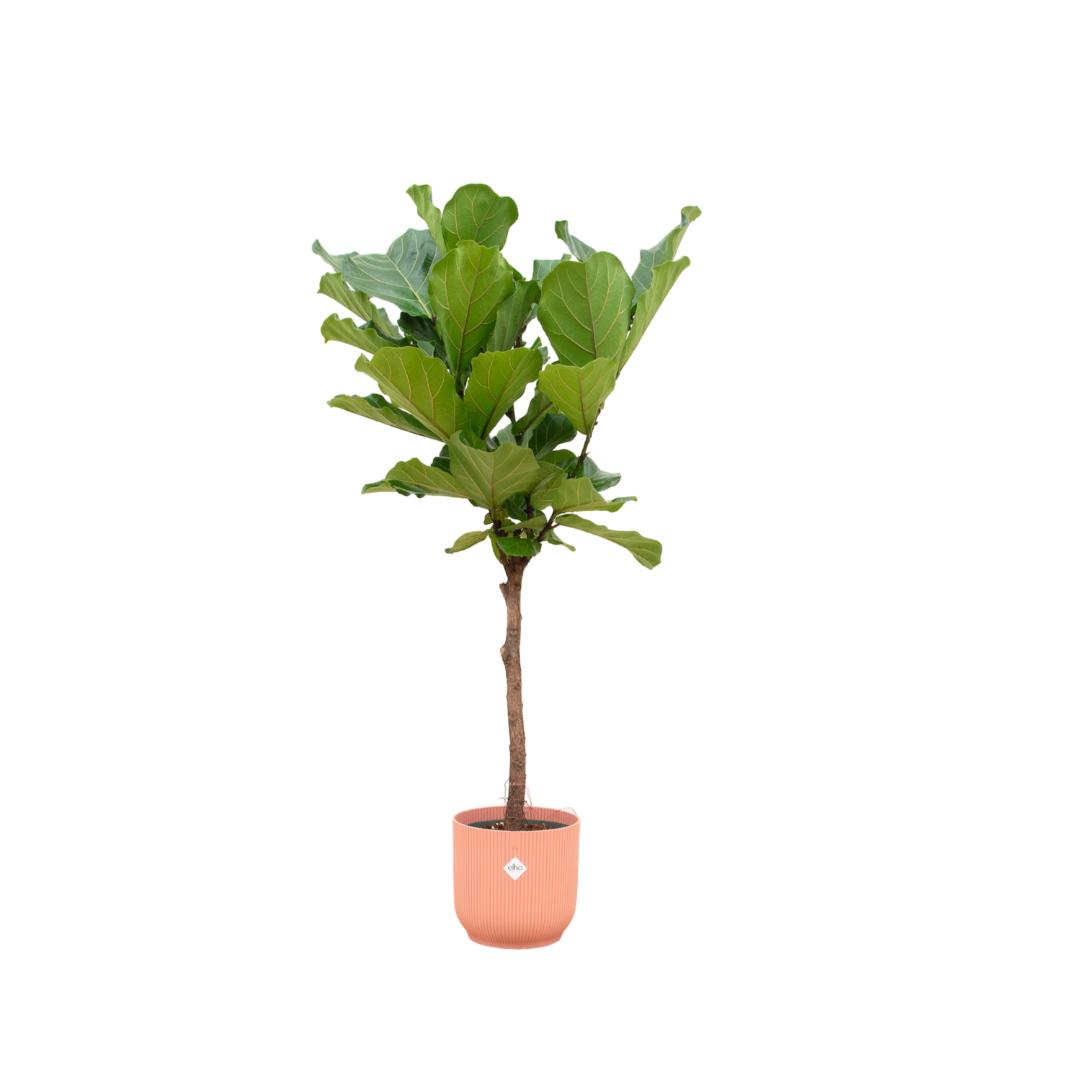 Ficus Lyrata – 170 cm Ø30 cm – XXL Zimmerpflanze – Geigenfeigenbaum inklusive elho Vibes Fold Round Topf