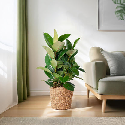 Ficus Elastica Robusta XL – 90cm Ø27 – Gummibaum – Zimmerpflanze groß – Pflanzen online kaufen