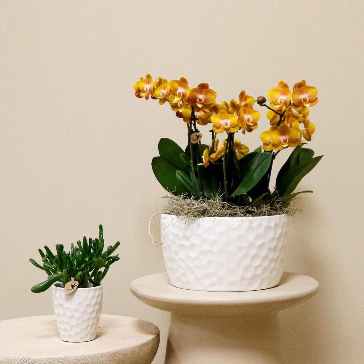 Kolibri Orchids | Orange Phalaenopsis Orchideen - Las Vegas in Keramik Honigschale - Topfgröße Ø12cm | Blühende Zimmerpflanze - Frisch vom Züchter Schmetterlingsorchidee - grüne-wurzel