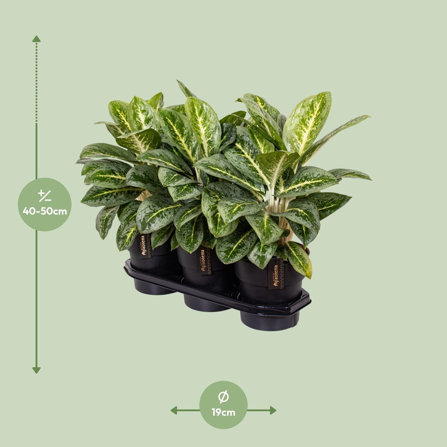 Aglaonema Lemon Mint - Zimmerpflanze - Ø19cm - Höhe 50cm - Chinesischer Bogenhanf - grüne-wurzel