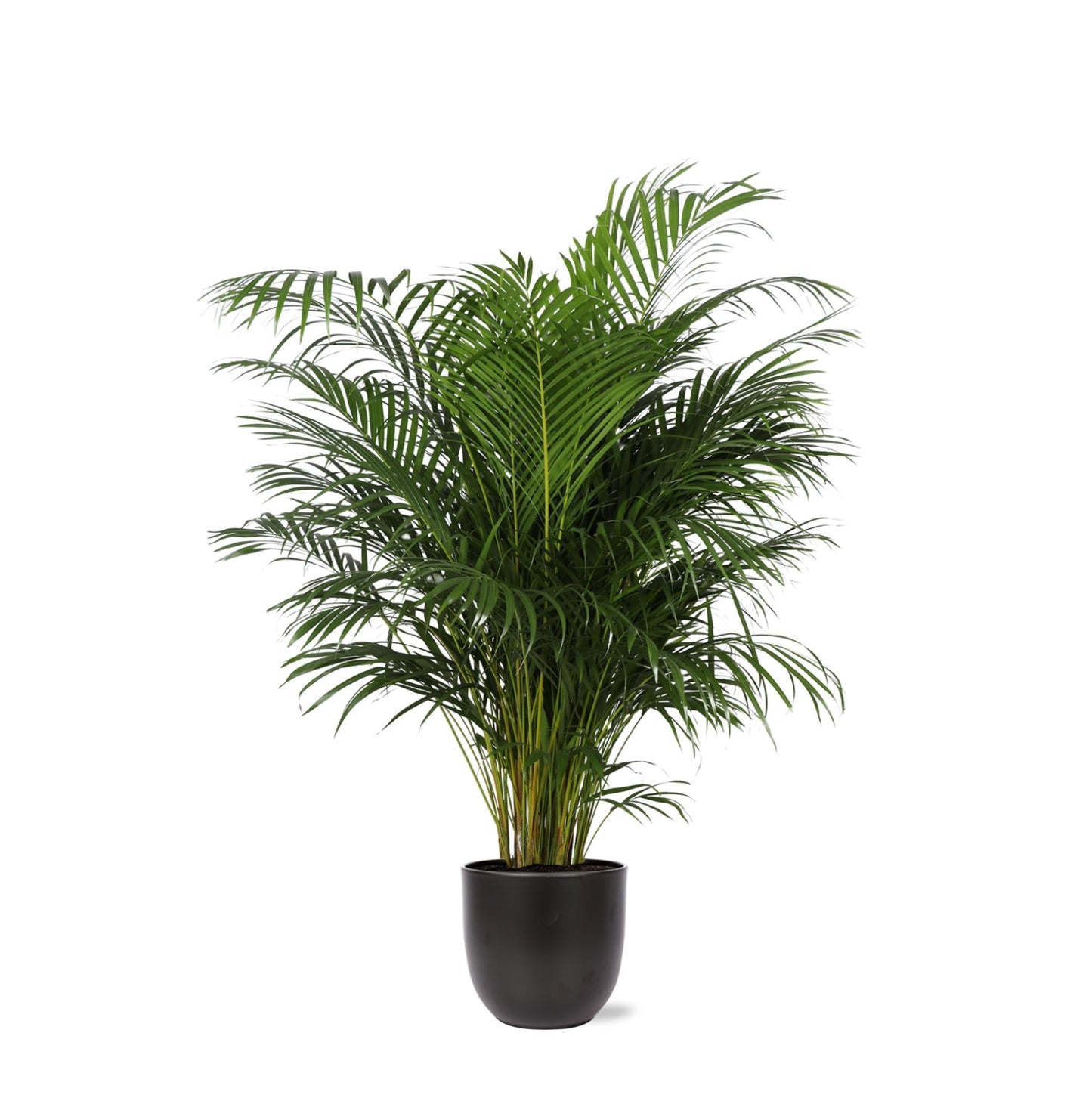 Dypsis Lutescens mit Topf in verschiedenen Farben - Areca Palme - Zimmerpflanze - Ø27cm - ↕160cm - Schmetterlingspalme