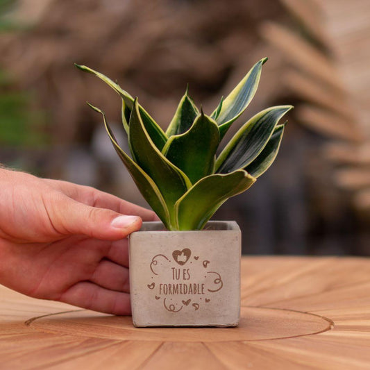 Sansevieria Bogenhanf "Tu es formidable" - Pflegeleichte Zimmerpflanze im Congreetz® Plantpot - Grünes Motivationsgeschenk