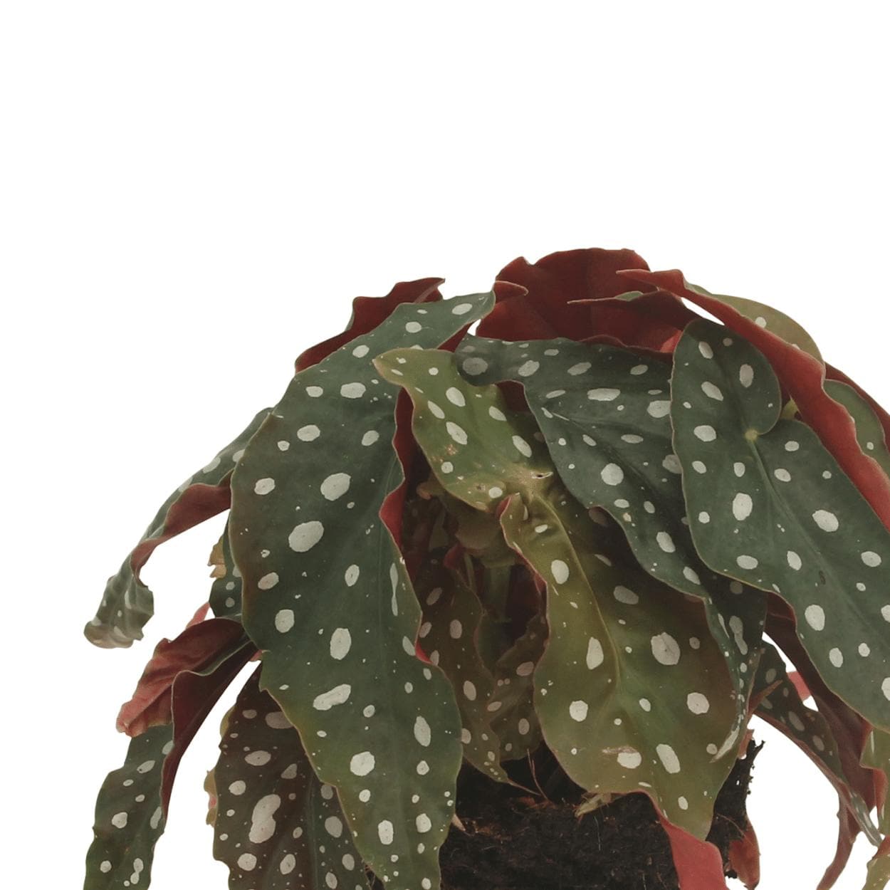 2x Begonia Maculata - Blattbegonie - Höhe: 20 cm - Durchmesser: 12 cm Zimmerpflanze - grüne-wurzel