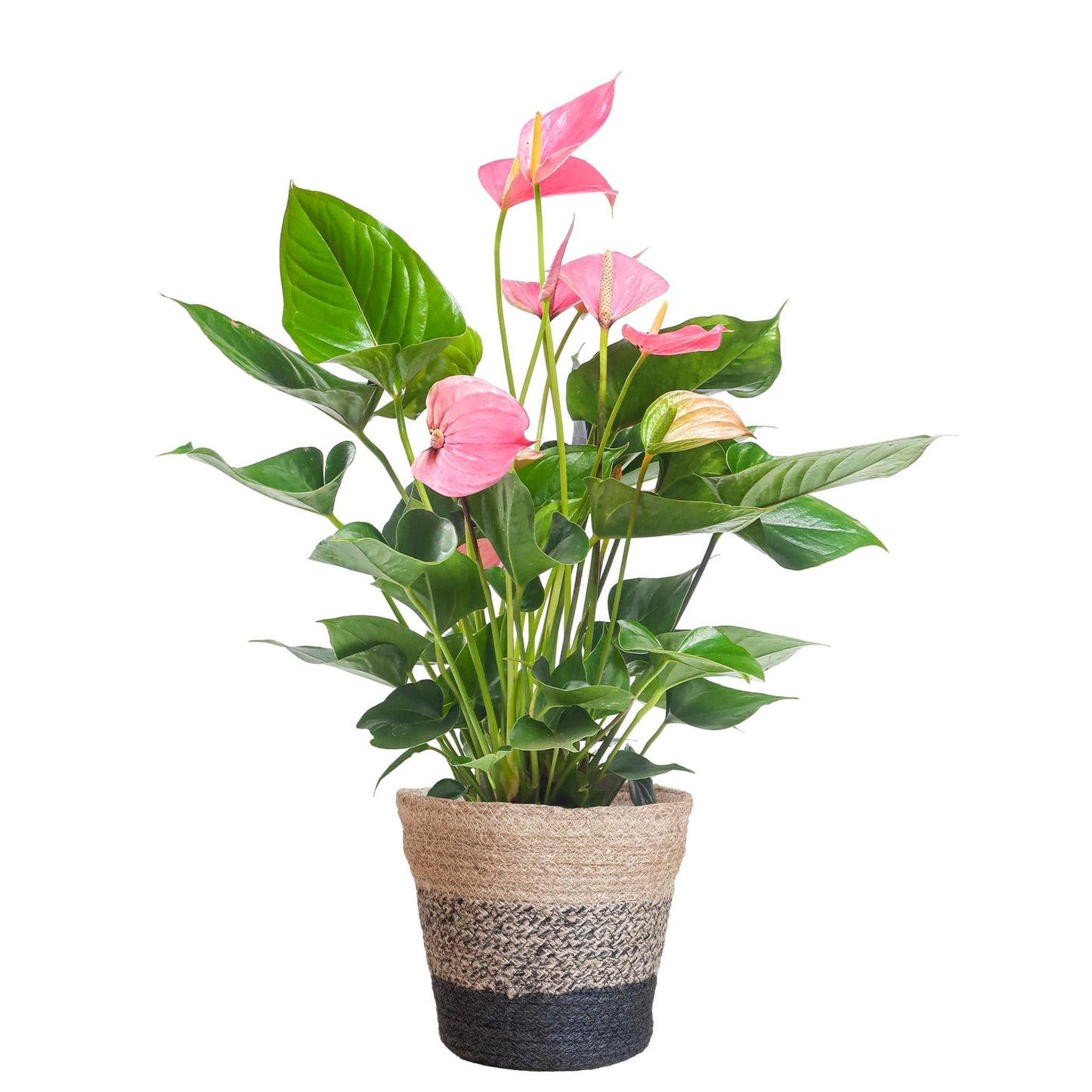 Anthurium Pink Explosion mit Lissabon-Korb schwarz - 55cm - Ø17 - grüne-wurzel