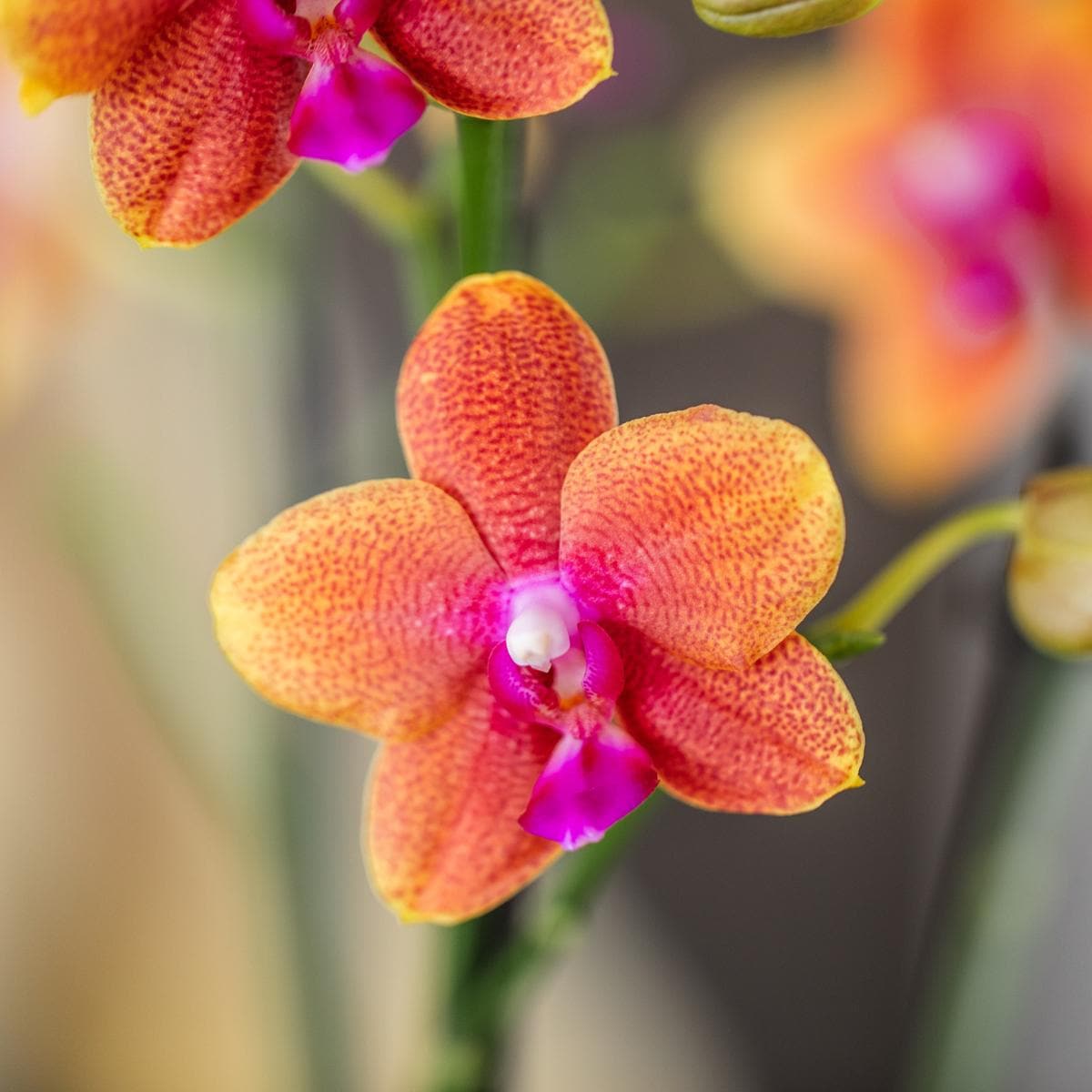 Kolibri Orchids | 2 duftende orangefarbene Phalaenopsis Orchideen Orchidaceae | Zimmerpflanze Ø12cm | Schmetterlingsorchidee blühend Rot Orange Lila - grüne-wurzel