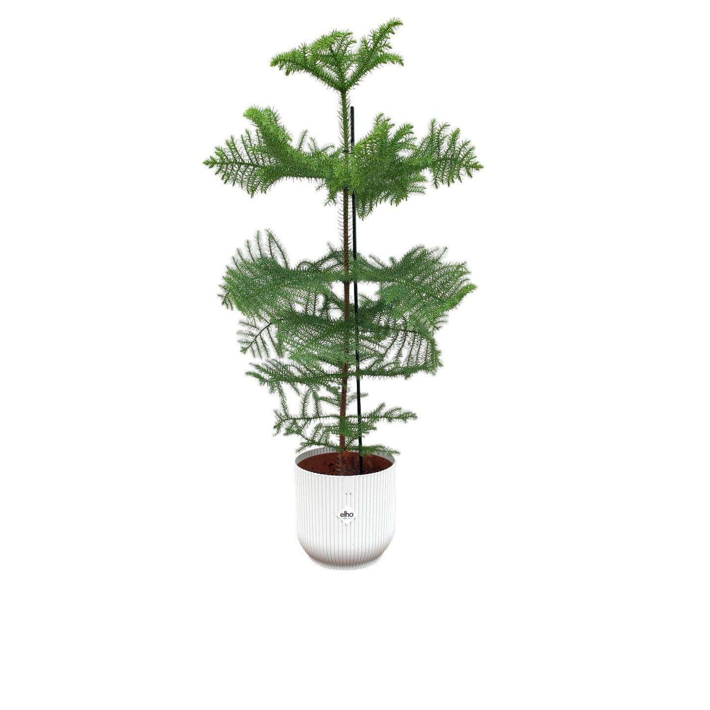 Araucaria mit Elho Vibes Topf in verschiedenen Farben - Zimmerpflanze - 100cm - Ø22cm - Zimmertanne - Immergrüne Pflanzen - Zimmerpflanzen groß