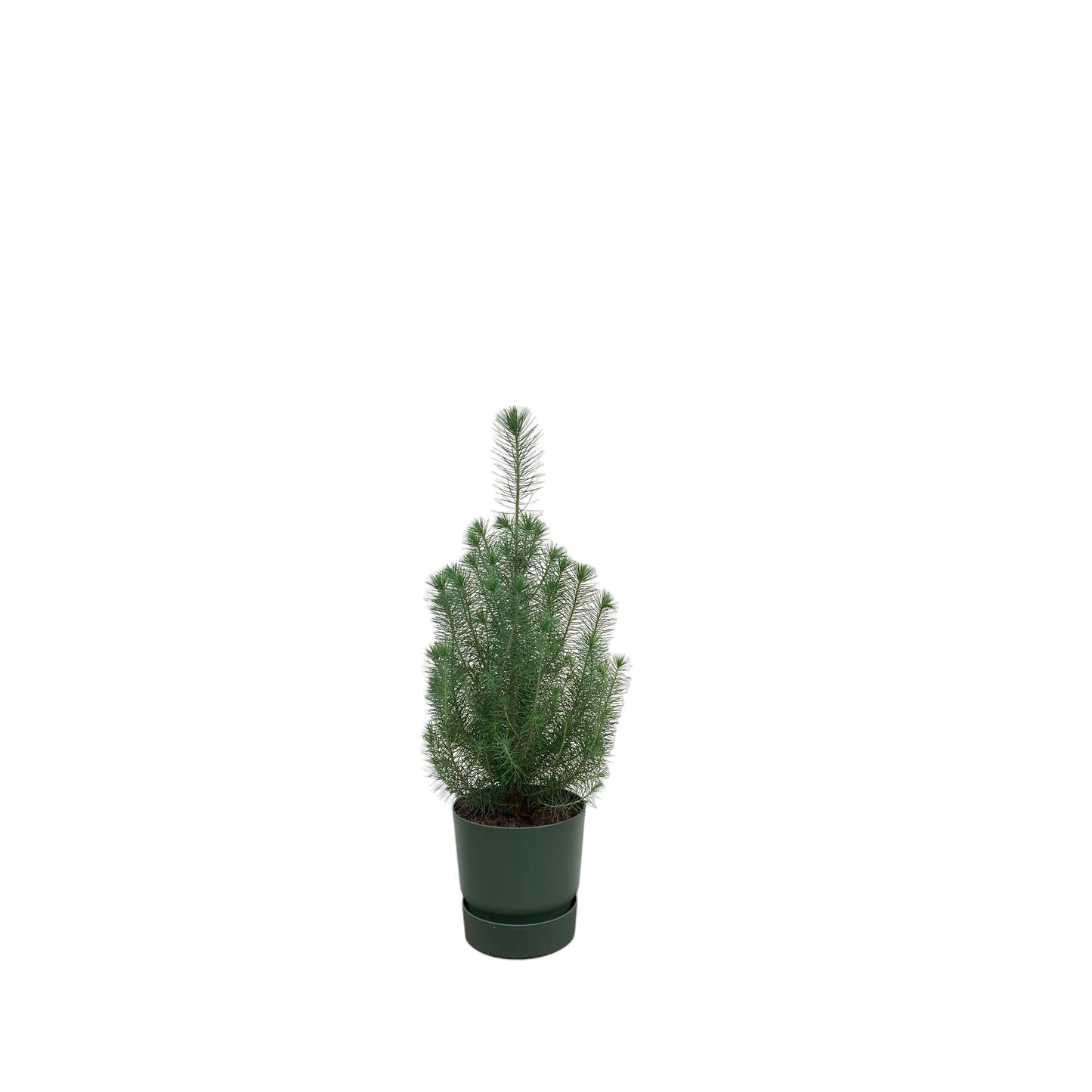 Pinus Pinea mit Topf in verschiedenen Variationen - Silver Crest 50 cm -  Ø18 - Mittelmeer Kiefer Zimmerpflanze - immergrüne Pflanze