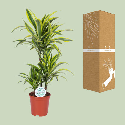 Dracaena Lemon Lime – Tropische Eleganz für Ihr Zuhause – Ø21cm Topf, 90cm Höhe - grüne-wurzel