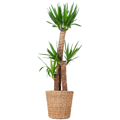 XL Yucca Palme mit Korb Torun – Yucca elephantipes – Zimmerpflanze groß – 125 cm – Ø24 – Exotische Palmen