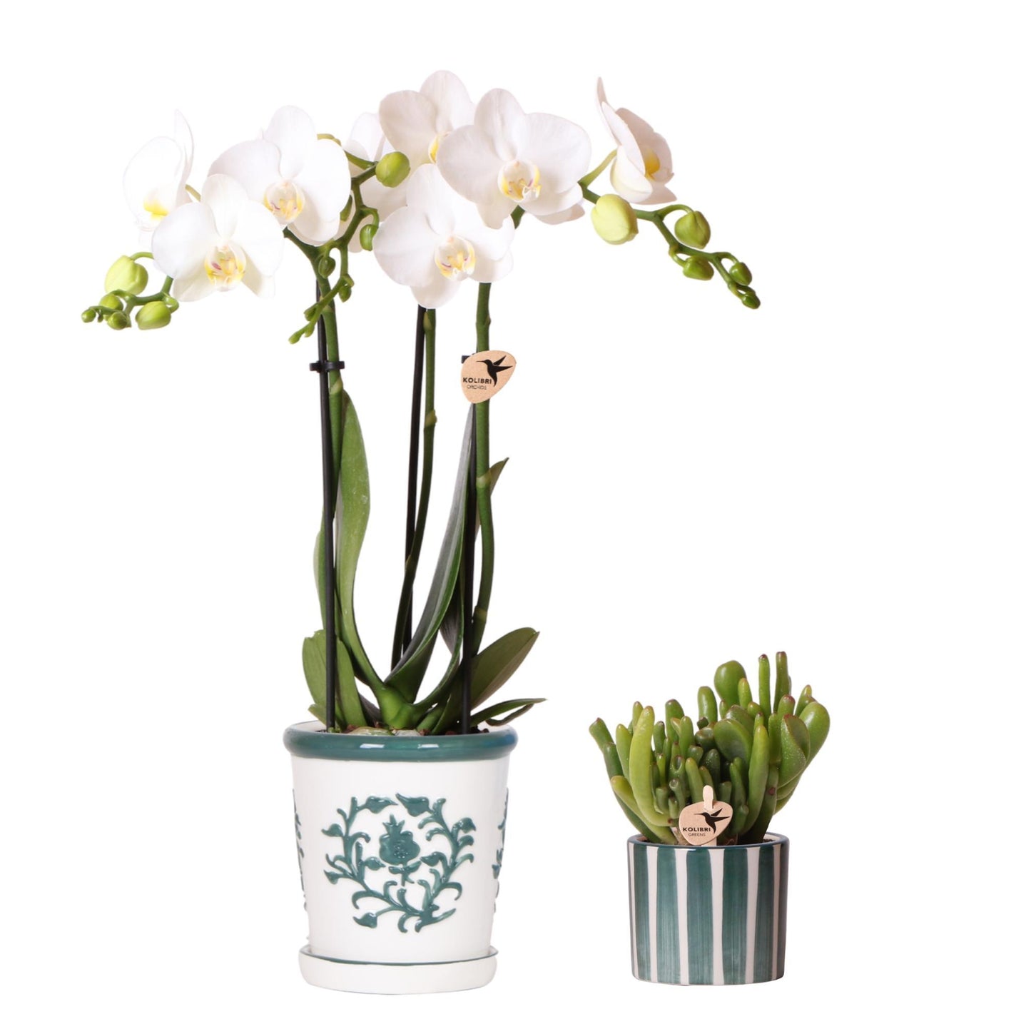 Kolibri Orchids | Set aus weißer Orchidee Amabilis im Malaga-Topf und Sukkulente im Painted Stripe-Topf grün - Topfgröße Ø9cm & Ø6cm | blühende Zimmerpflanze - frisch vom Züchter