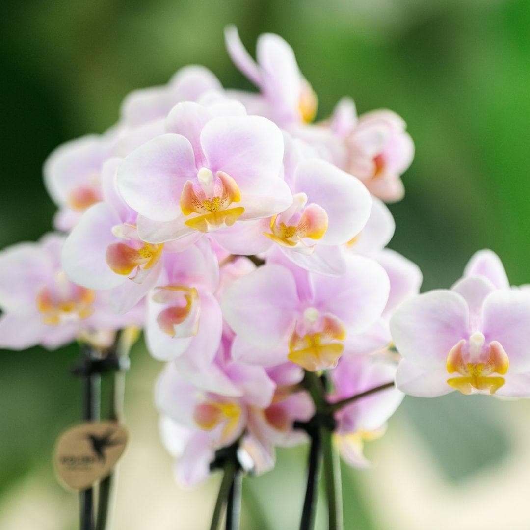 Kolibri Orchids | Rosa Phalaenopsis Orchidee - Andorra - Orchidaceae - Schmetterlingsorchidee - Topfgröße Ø9cm | blühende Zimmerpflanze - frisch vom Züchter - grüne-wurzel