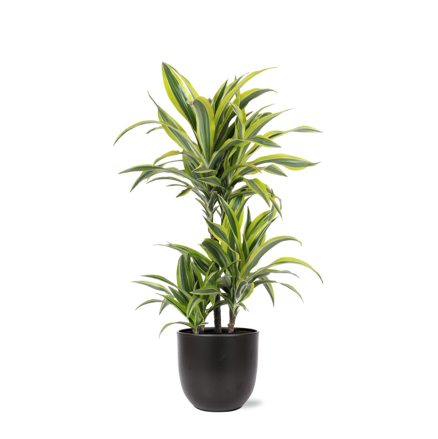 Dracaena Lemon Lime mit Topf oder Korb in verschiedenen Farben - Zimmerpflanze - Ø21cm, ↕65cm - Drachenbaum