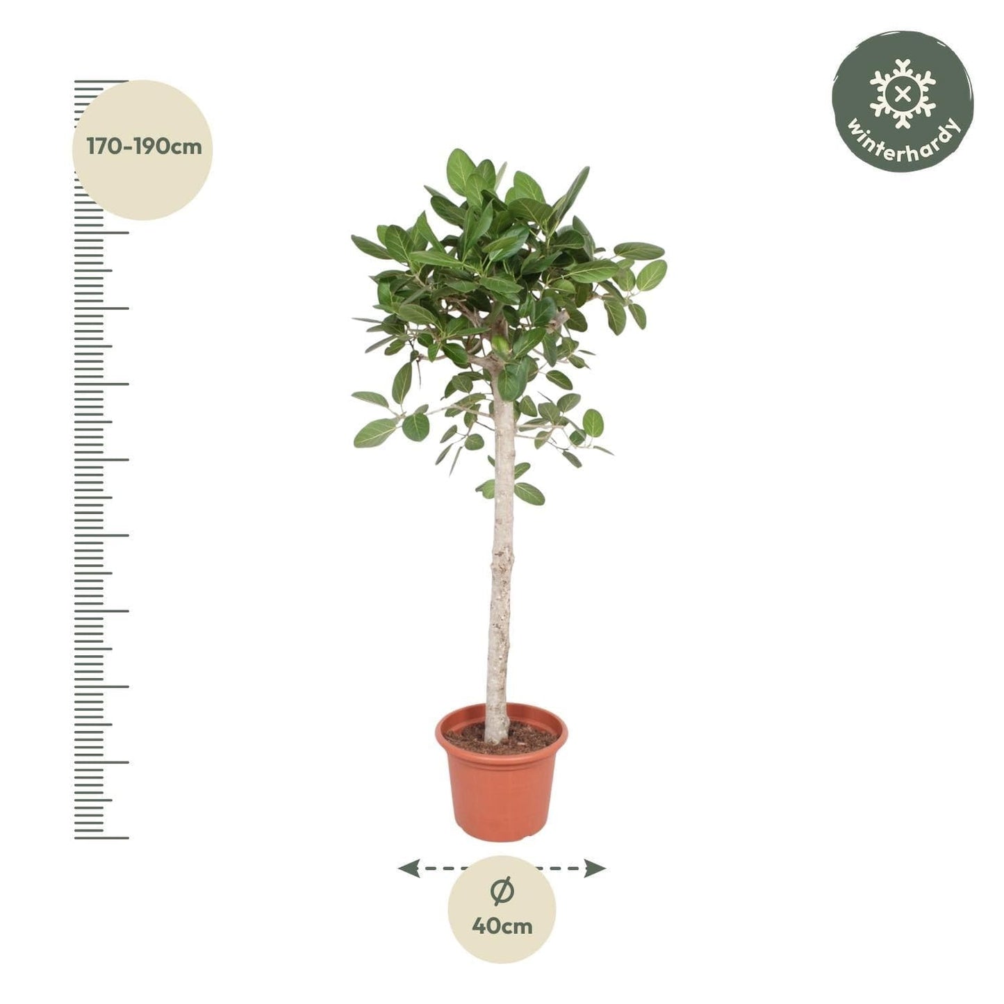 Ficus Benghalensis Banyan Feigenbaum - Zimmerpflanze - 180 cm - Ø40 cm Topf - grüne-wurzel