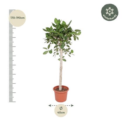 Ficus Benghalensis Banyan Feigenbaum - Zimmerpflanze - 180 cm - Ø40 cm Topf - grüne-wurzel