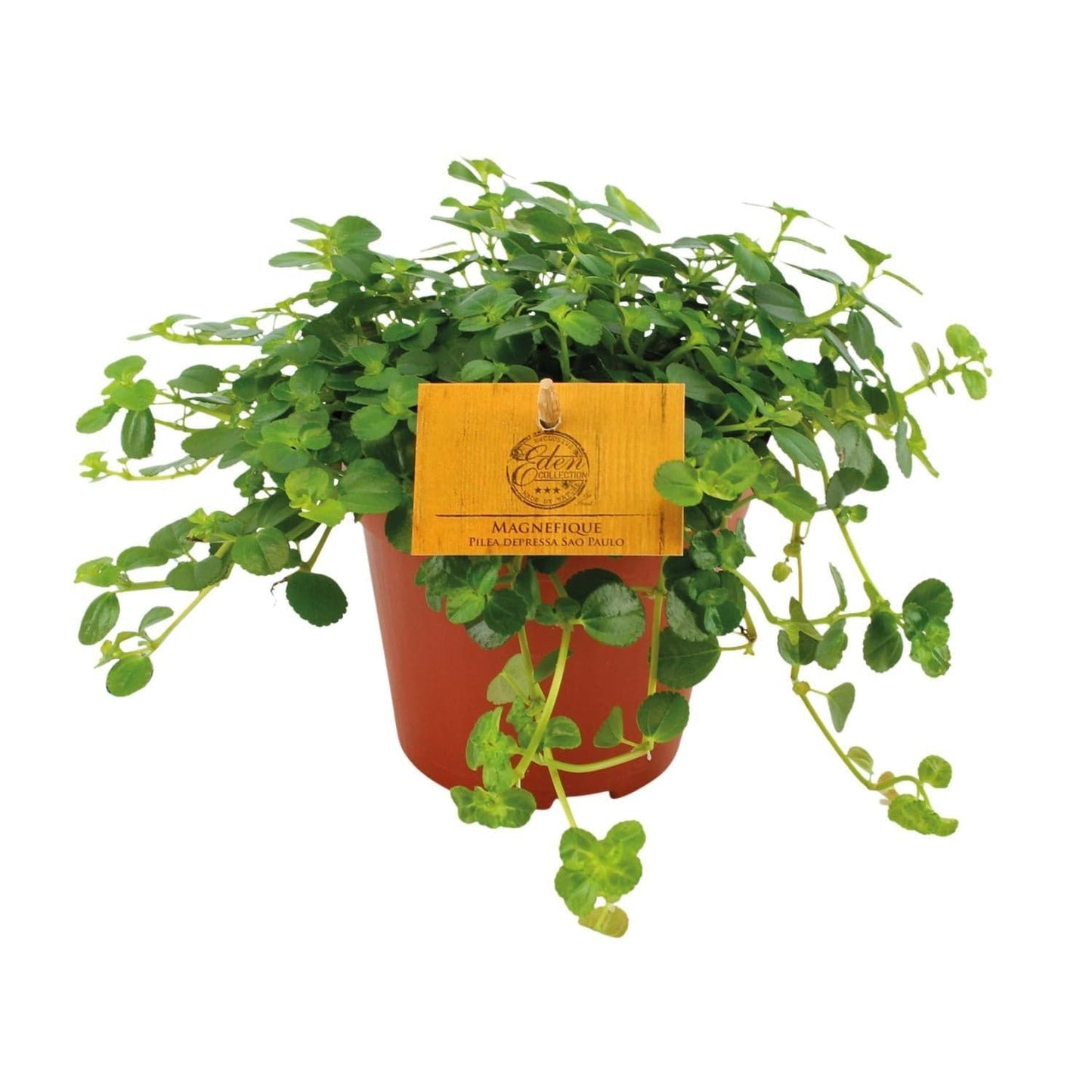 Pilea Depressa Sao Paulo - Ø12cm - ↕20cm - grüne-wurzel