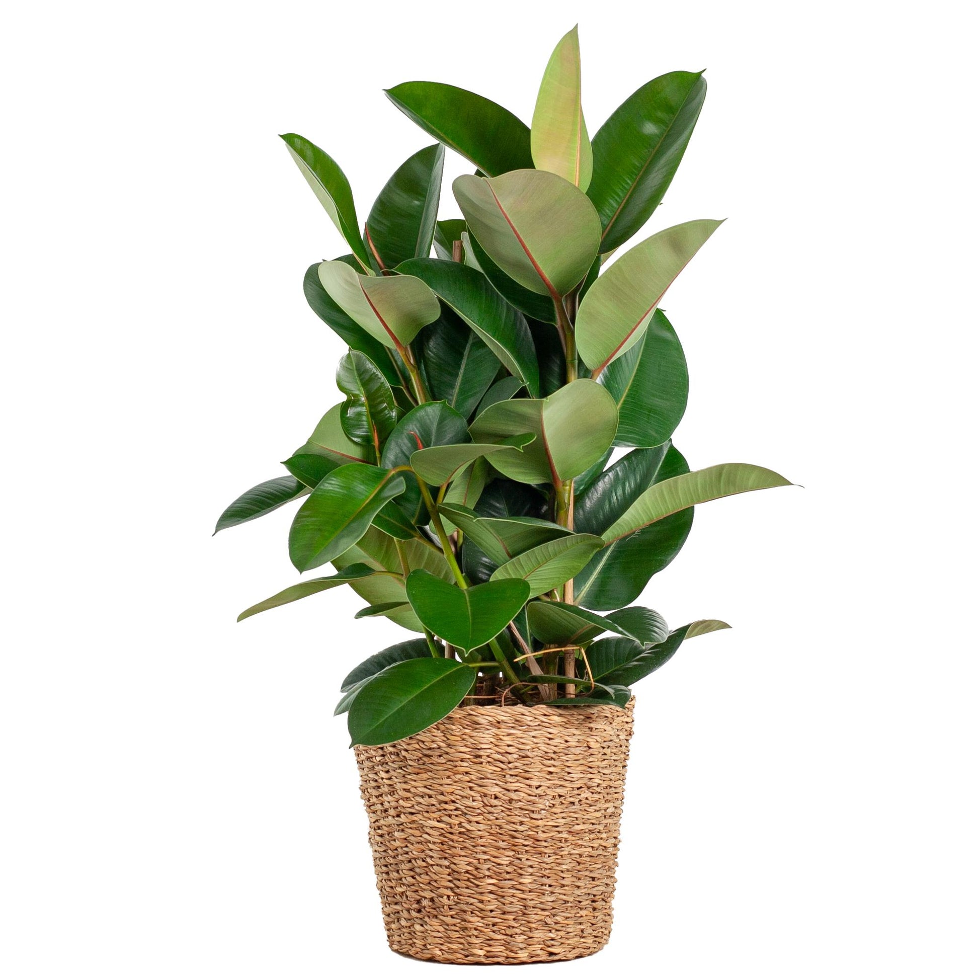 Ficus Elastica Robusta XL – 90cm Ø27 – Gummibaum – Zimmerpflanze groß – Pflanzen online kaufen