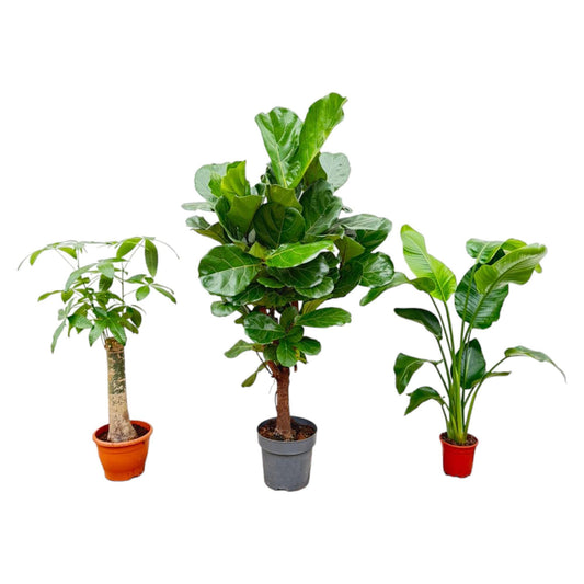 3er Set - KOMBI PAKET - Strelitzia Nicolai 70 cm - Wout Tree 130 cm - Ficus Lyrata verzweigt 160cm - Set aus Zimmerpflanzen