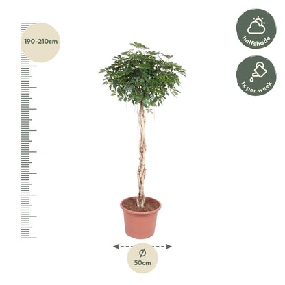 Schefflera Arboricola Compacta geflochtener Stamm – 200 cm ø50 – Zimmerpflanze – XXL Zimmerpflanzen – Strahlenaralie