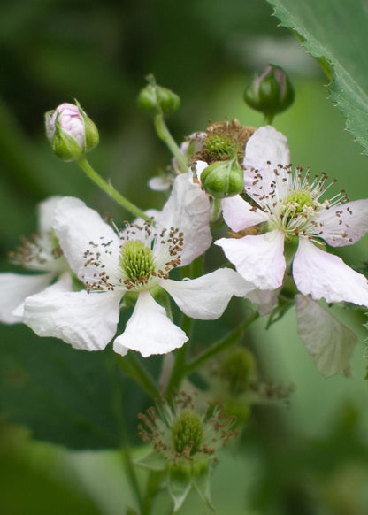 Bio Rubus fruticosus Dornenlose Brombeere - Ø12cm - ↕30cm Gartenpflanze - grüne-wurzel