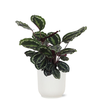 Calathea Medaillon mit Topf oder Korb in verschiedenen Farben - Zimmerpflanze - Ø21cm, ↕70cm