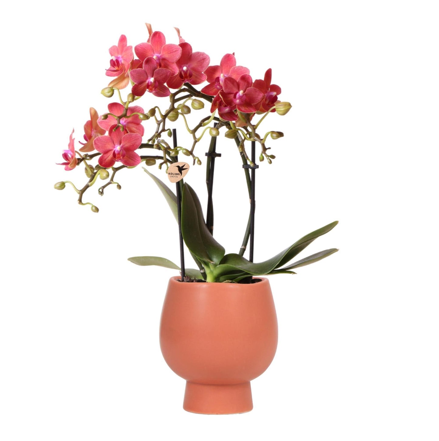 Kolibri Orchids | Rot orange Phalaenopsis Schmetterlingsorchidee - Kongo + Scandic Ziertopf Terracotta - Topfgröße Ø9cm - 40cm hoch | blühende Zimmerpflanze im Blumentopf - frisch vom Züchter - grüne-wurzel