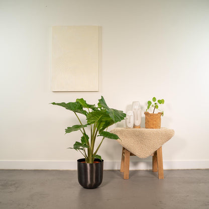 Alocasia Portodora - Ø21cm - ↕80cm + Topf Mayk Lead - grüne-wurzel