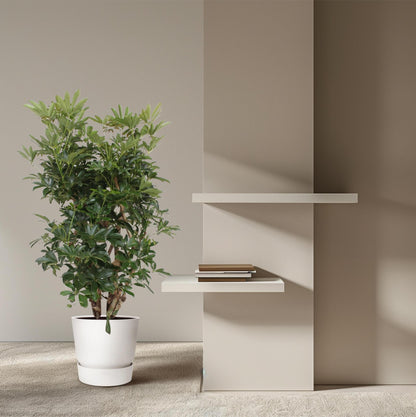 Schefflera Arboricola Compacta verzweigt – 140 cm ø40 – Zimmerpflanze – XXL Zimmerpflanzen – Strahlenaralie