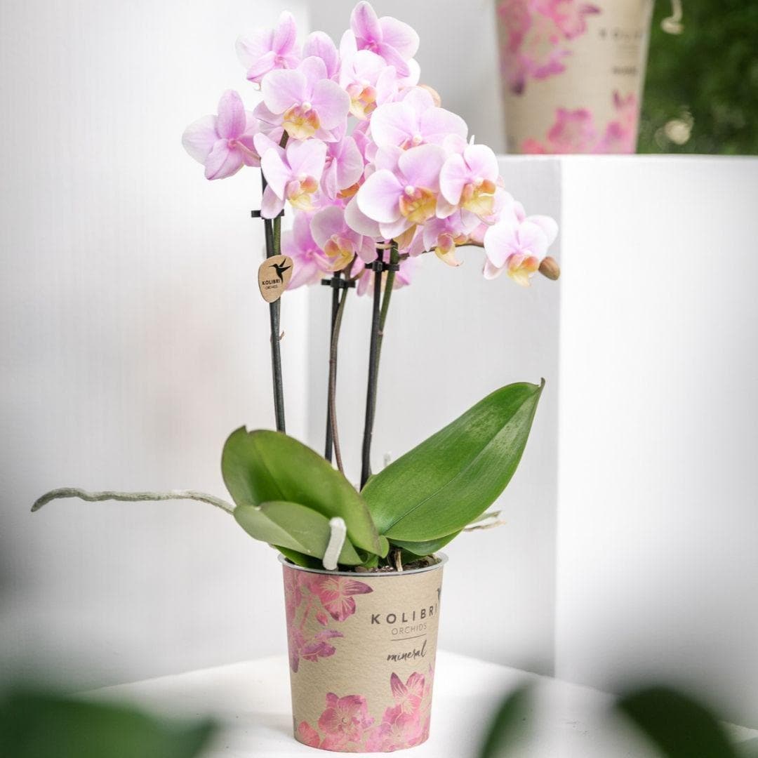 Kolibri Orchids | Rosa Phalaenopsis Orchidee - Andorra - Orchidaceae - Schmetterlingsorchidee - Topfgröße Ø9cm | blühende Zimmerpflanze - frisch vom Züchter - grüne-wurzel