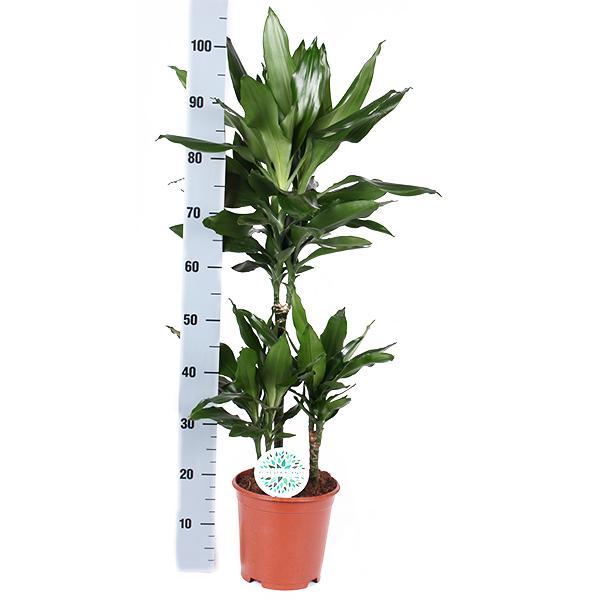 Dracaena Janet Lind mit Topf - Dracaena deremensis - Zimmerpflanze - Ø21cm, ↕90cm - grüne-wurzel