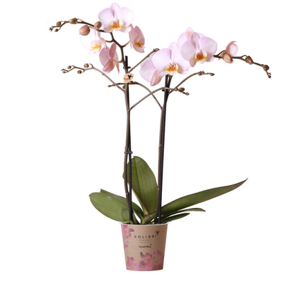 Kolibri Orchids | Rosa Phalaenopsis Schmetterlingsorchidee - Mineral Kikion | Orchidaceae | blühende Zimmerpflanze im Topf Ø12cm - frisch vom Züchter - grüne-wurzel