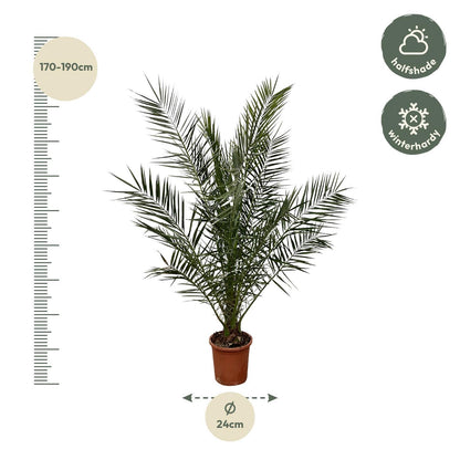 Phoenix Canariensis Kanarische Dattelpalme 180cm Ø24 - Große Zimmerpalme - Exotische Zimmerpflanze