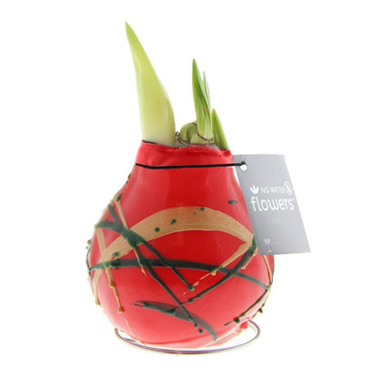 Amaryllis rote No Water Blumen Munch Design Pflegeleichte Zimmerpflanze 3 Farben Blühend - Dunkelgrün Gold Rot