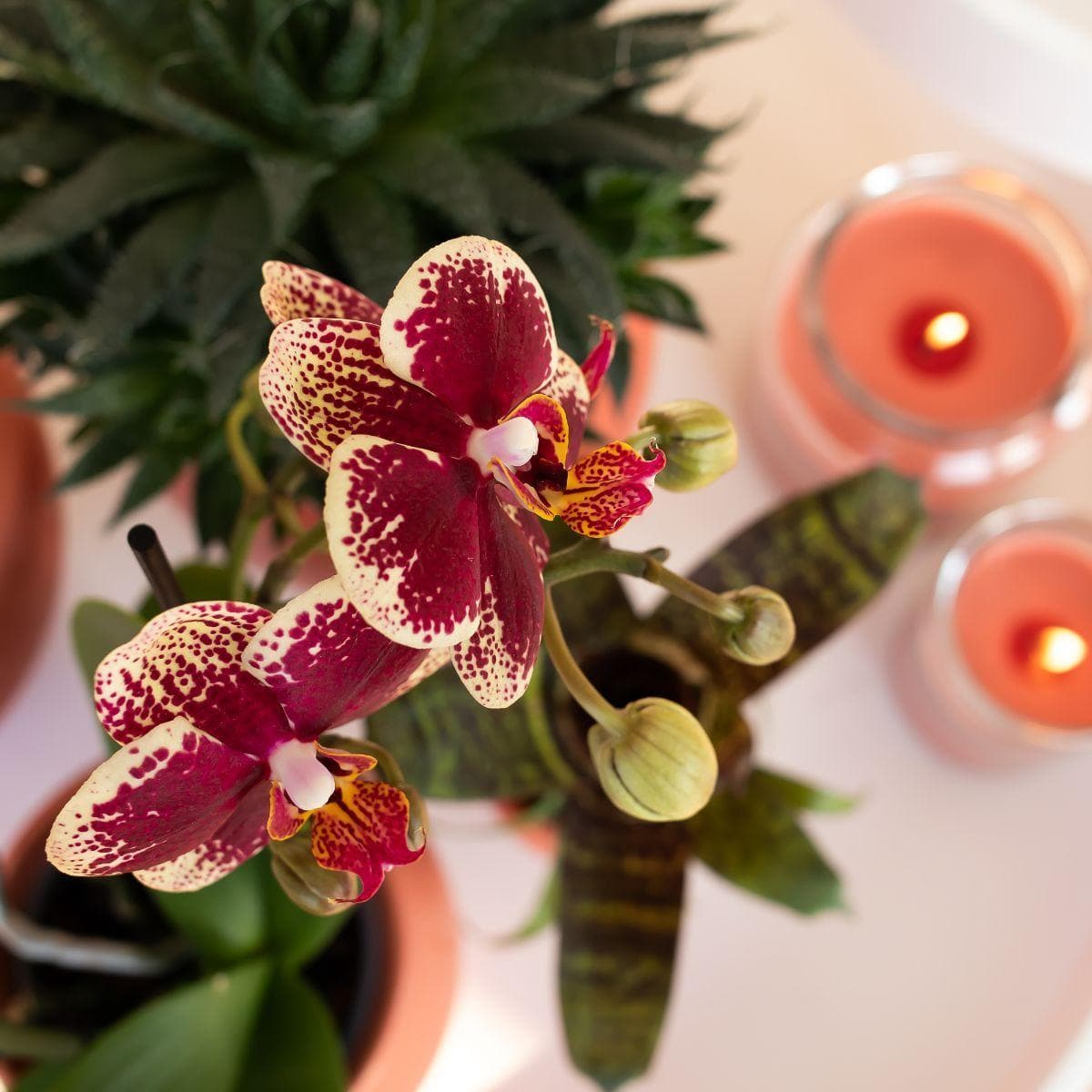 Kolibri Orchids | Gelb rote Phalaenopsis Orchidee - Spanien + Scandic Ziertopf Terrakotta - Topfgröße Ø9cm - 45cm hoch | blühende Zimmerpflanze - frisch vom Züchter Schmetterlingsorchidee Orchidaceae - grüne-wurzel