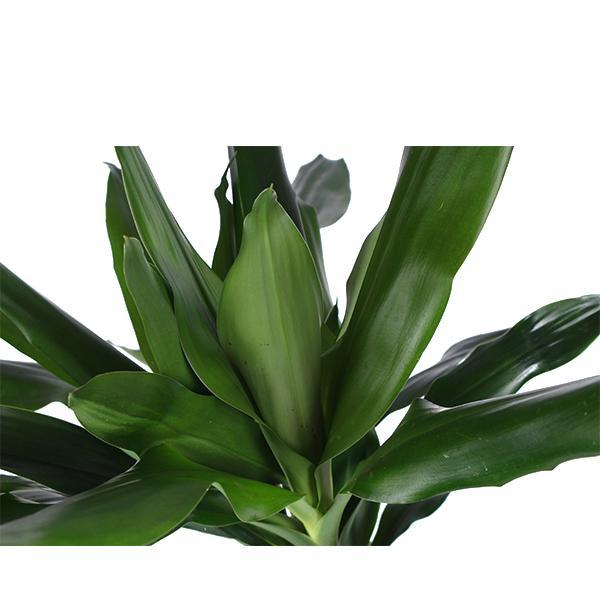 Dracaena Janet Lind mit Topf - Dracaena deremensis - Zimmerpflanze - Ø24cm - ↕120cm - grüne-wurzel