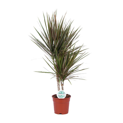 Dracaena Bicolor - Ø17cm - Höhe 75cm - Zimmerpflanze - Drachenbaum - grüne-wurzel