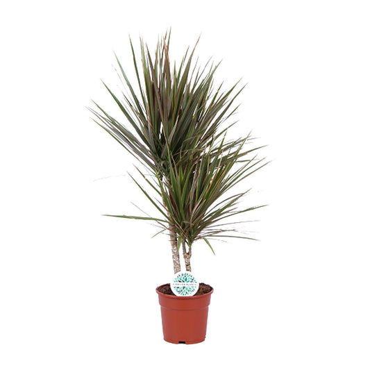 Dracaena Bicolor - Ø17cm - Höhe 75cm - Zimmerpflanze - Drachenbaum - grüne-wurzel