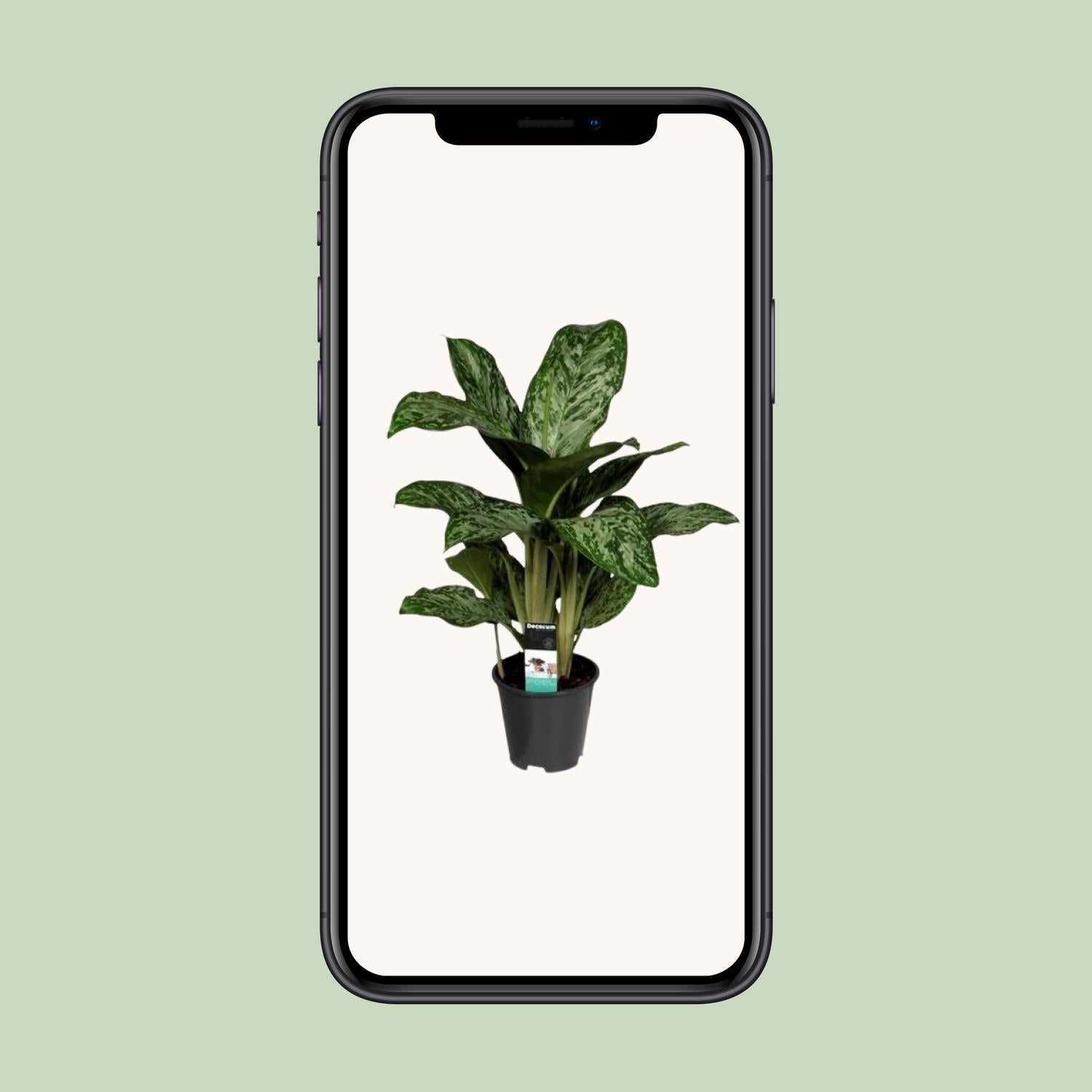 Aglaonema Greenlight - Zimmerpflanze - Ø17cm - Höhe 50-60cm - Kolbenfaden - grüne-wurzel