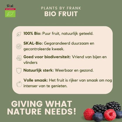 Fruchtoase  BIO Obstpflanzen Set - 5 Sorten - SKAL-zertifiziert Beeren Früchte Set Rubus idaeus Himbeere 1x Ribes rubrum Rote Johannisbeere 1x Vaccinium corymbosum Blaubeere / Heidelbeere 1x Vitis vinifera Blaue Weintraube 1x Rubus fruticosus Brombeere - grüne-wurzel