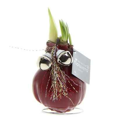 Amaryllis rote No Water Blume Weihnachtsgeschenk - Glocken Design Pflegeleichte Zimmerpflanze 3 Farben Blühend - Silber Gold Bordeaux - Weihnachten Weihnachtsdekoration