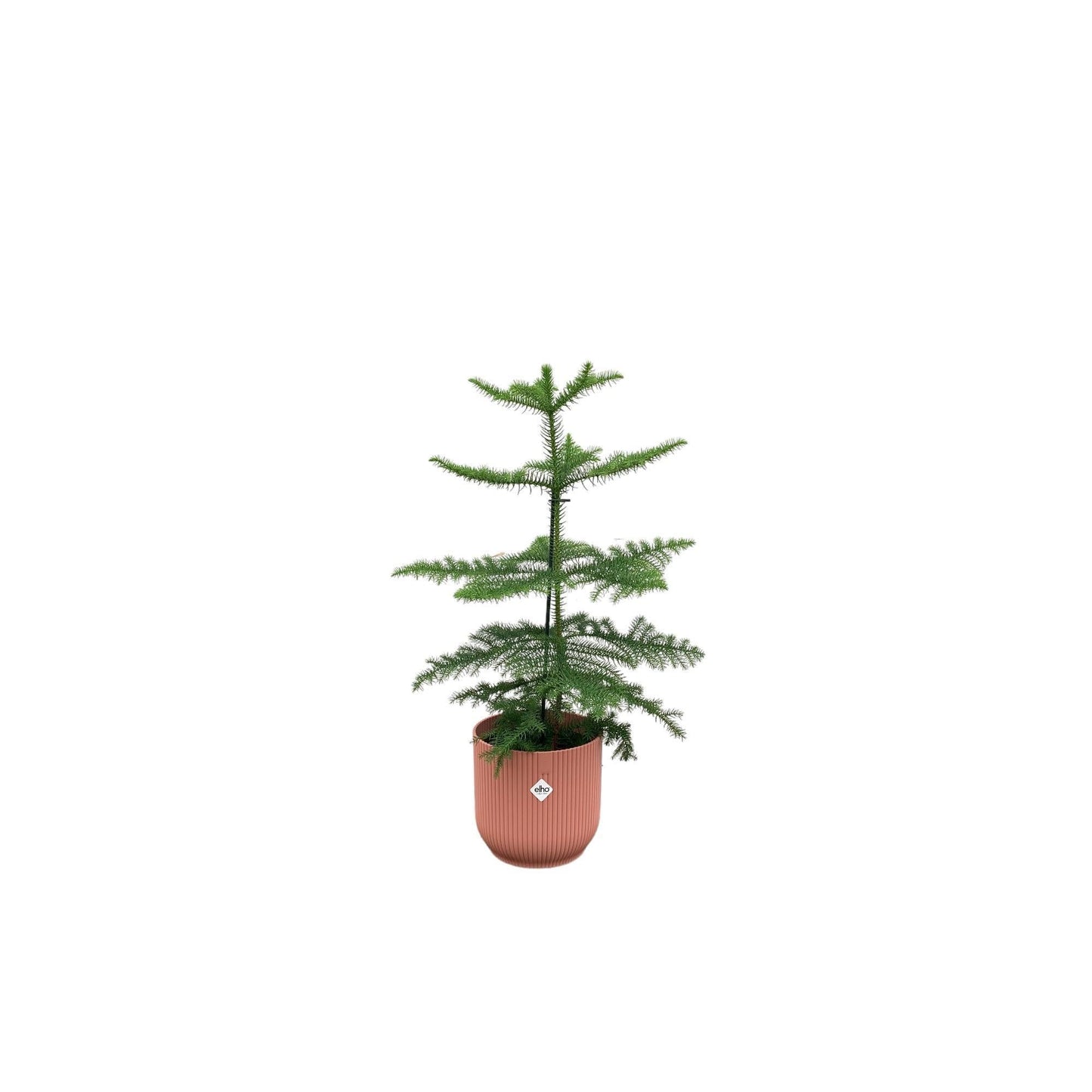 Araucaria mit Topf in verschiedenen Farben -  Zimmerkiefer 60 cm Ø18 - Zimmertanne Araucaria heterophylla - Immergrüne Zimmerpflanze