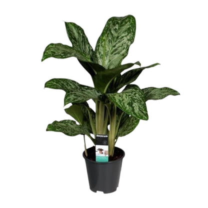 Aglaonema Greenlight - Zimmerpflanze - Ø17cm - Höhe 50-60cm - Kolbenfaden - grüne-wurzel