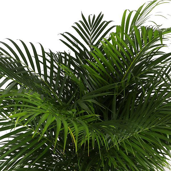 Dypsis Lutescens mit Topf - Areca Palme - Zimmerpflanze - Ø27cm - ↕160cm - Schmetterlingspalme - grüne-wurzel